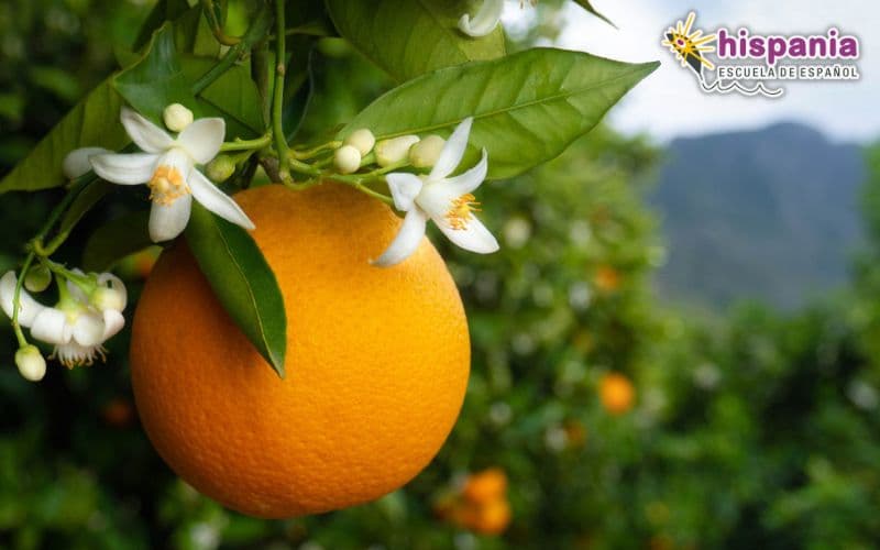 Las deliciosas naranjas valencianas: un tesoro mediterráneo